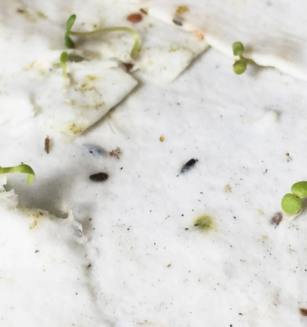 Thank you - Plantable Greeting Card