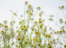 Load image into Gallery viewer, Courageous Aspens - Plantable Greeting Card
